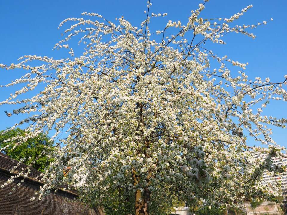 Spring blossom bloom