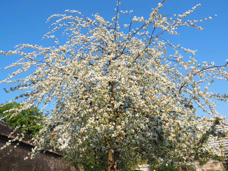 Spring blossom bloom photo