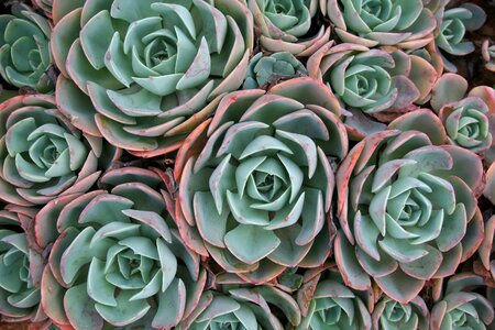 Succulent plant green