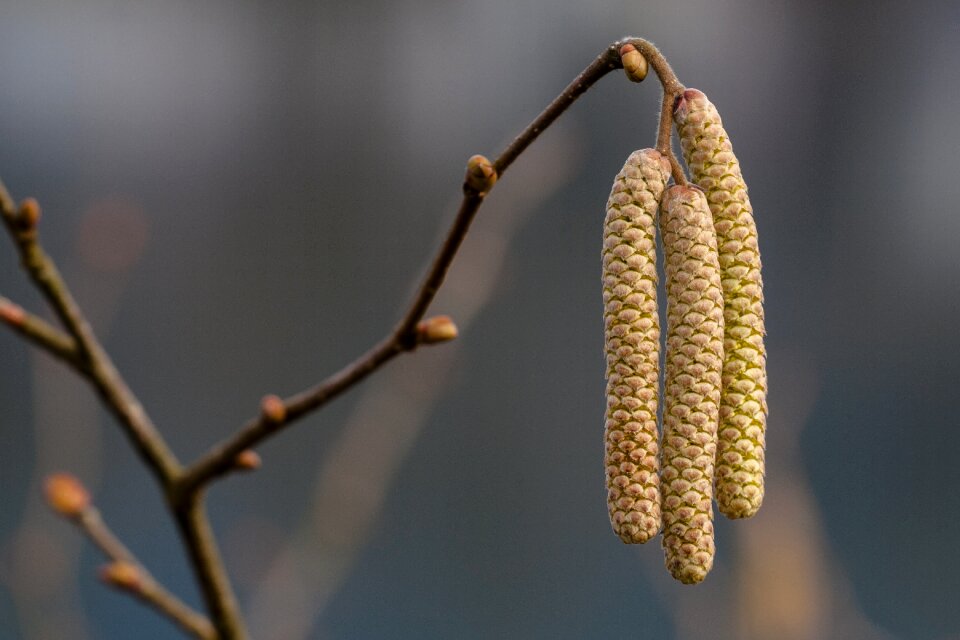 Hazel bloom early bloomer hazelnut