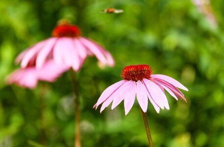 Bloom flower basket purple coneflower photo