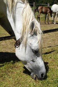 Horse thoroughbred arabian pasture
