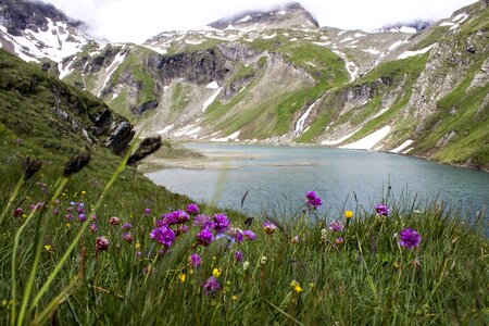 Water alps alpine flowers photo