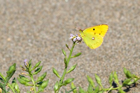 Butterfly summer close up photo