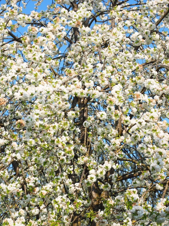 Spring blossom bloom
