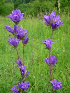 Flower bells in the tangle mountain meadow