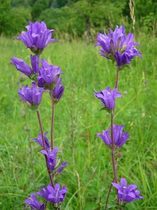 Flower bells in the tangle mountain meadow photo