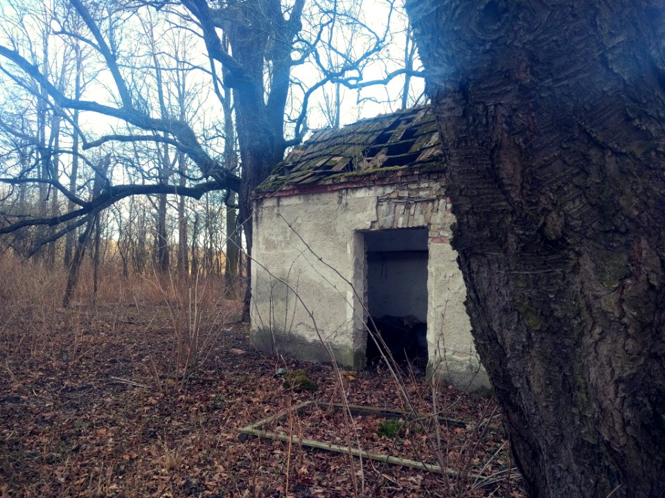 Abandoned Forest House (201062991)