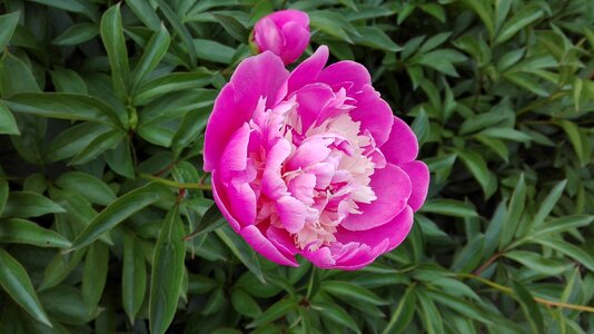 Peony nature garden