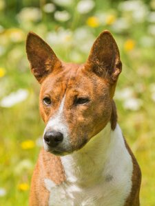 Pet dogs barking photo