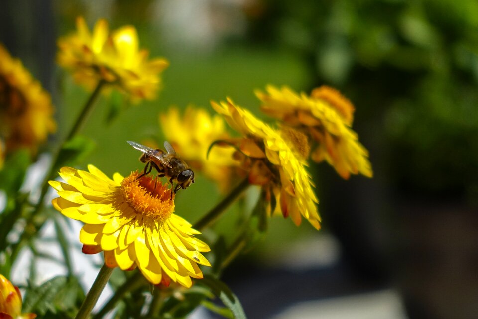 Bee yellow insect