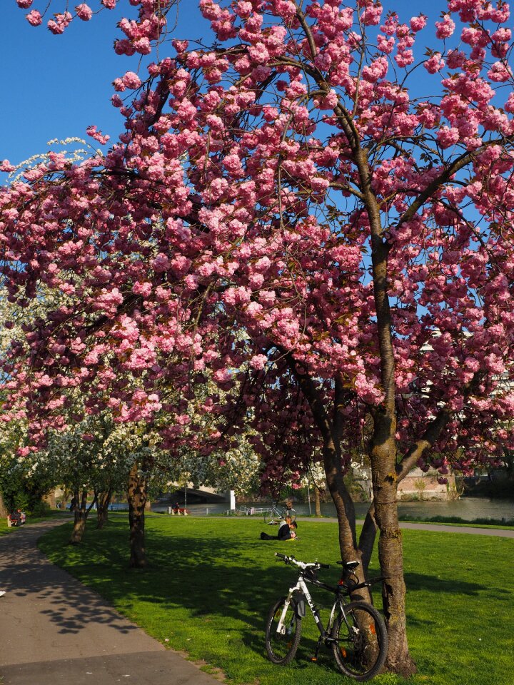 Blossom bloom japanese flowering cherry