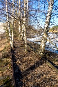 Abandoned railroad with birches