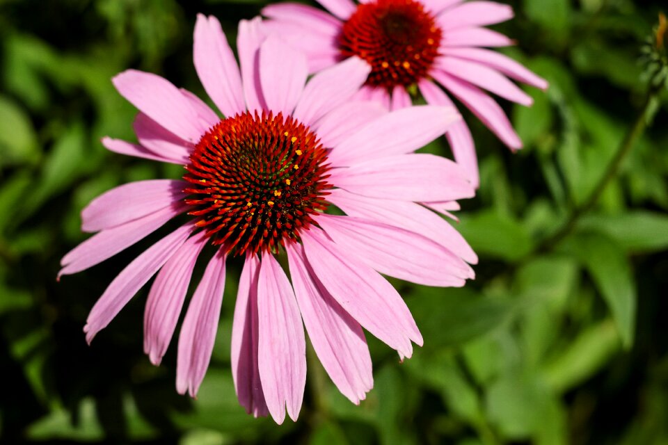 Bloom flower basket purple coneflower photo