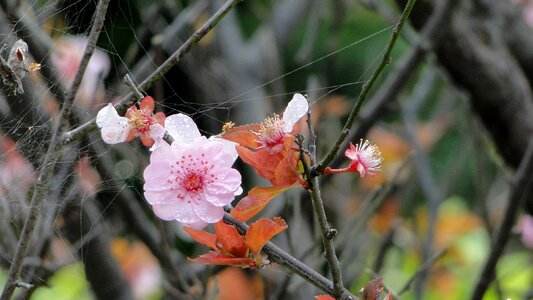 Flower yu lee spring photo