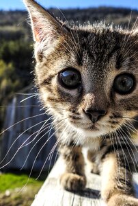 Pet animal kitty photo