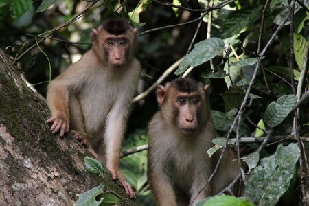Malaysia wild primate photo