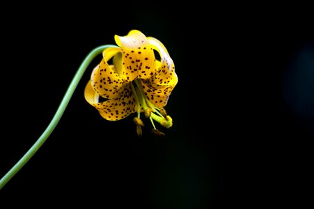Floral spring blossom
