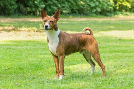 Pet dogs barking photo