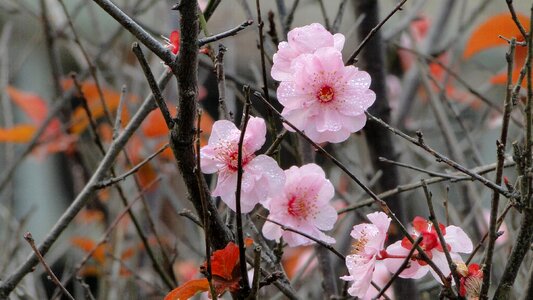 Flower yu lee spring