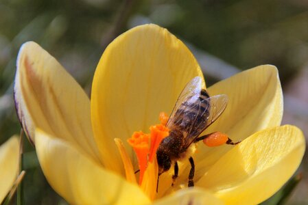 Foraging harbinger of spring insect photo