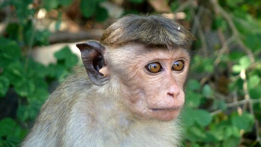 Monkey makake sri lanka