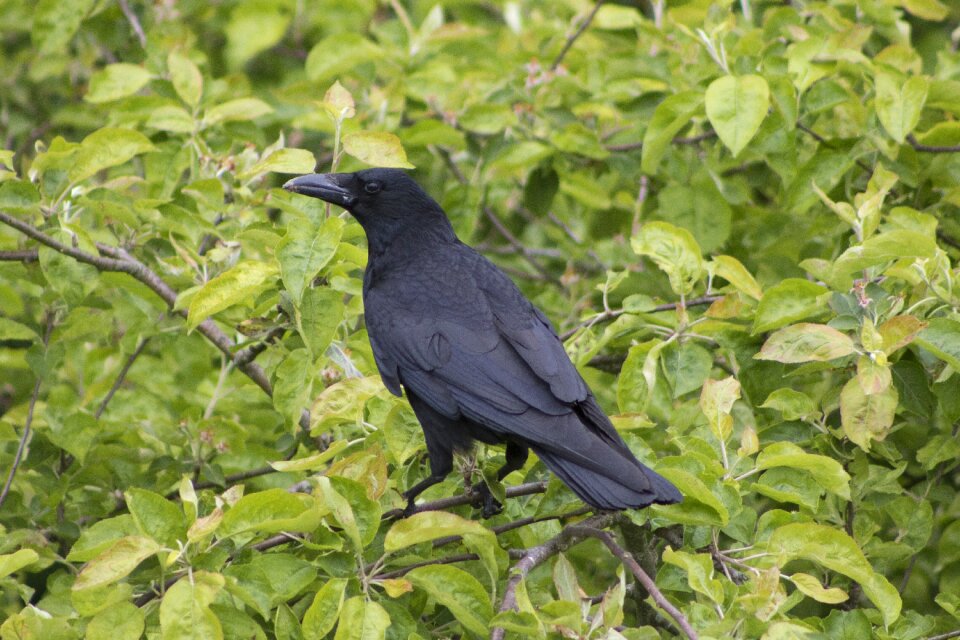 Baby birds bird black
