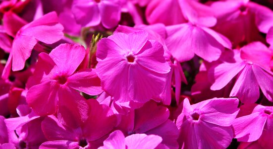 Plant flowers flower purple