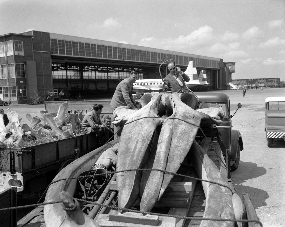 Aankomst walvis Atoomtentoonstelling op Schiphol, Bestanddeelnr 908-6316