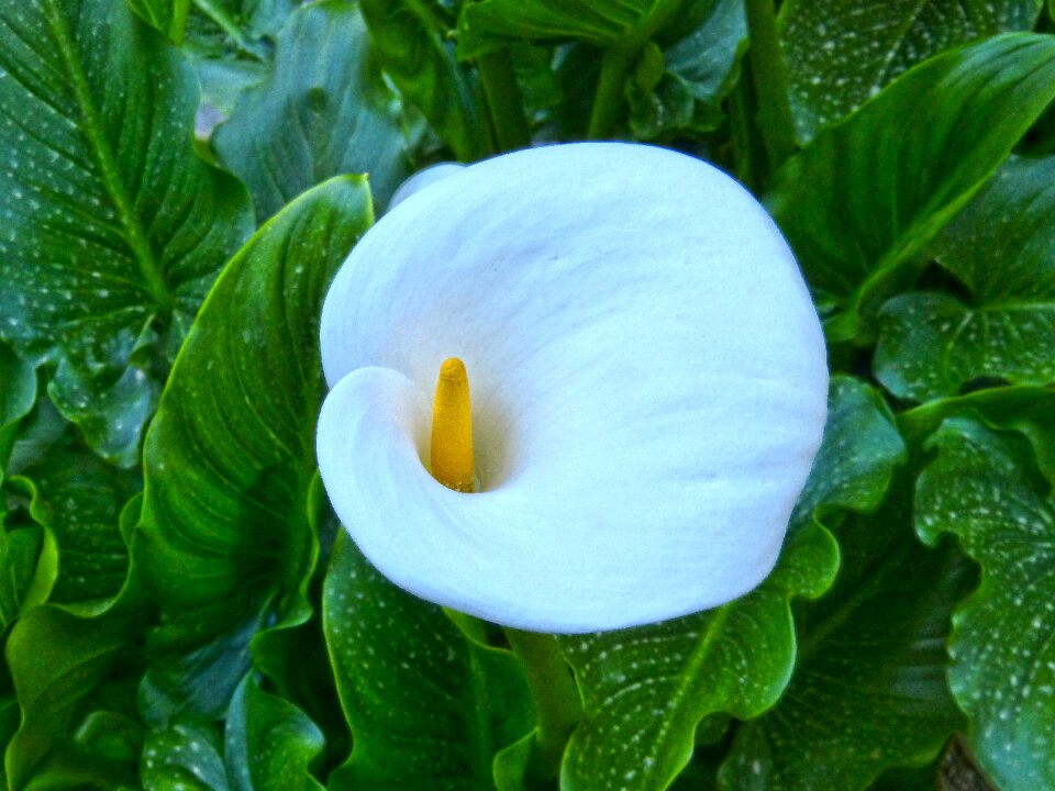 Overhead view flower beauty