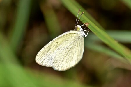 Sulphur butterfly little sulphur little sulfur