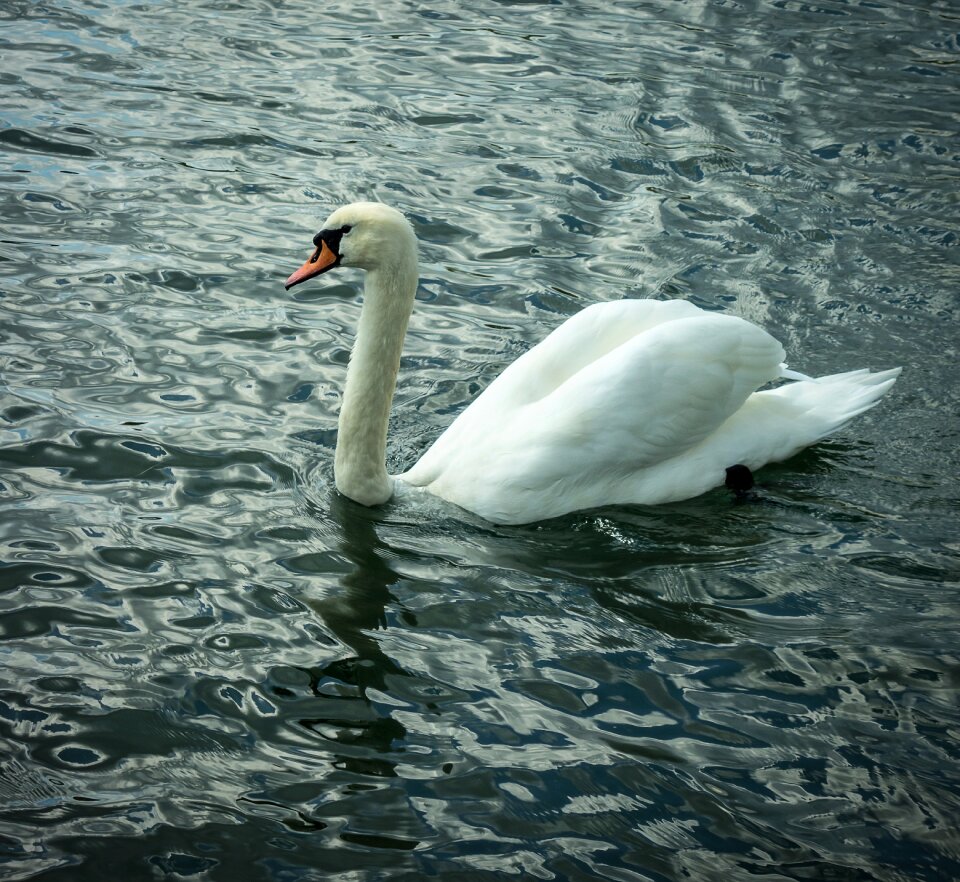 Swan bird water