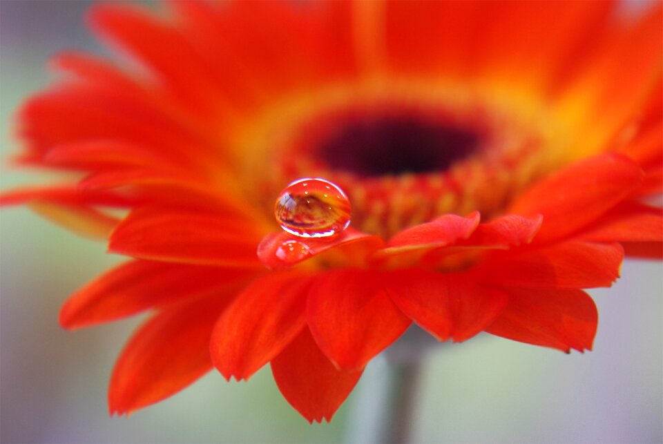 Garden drop of water drip