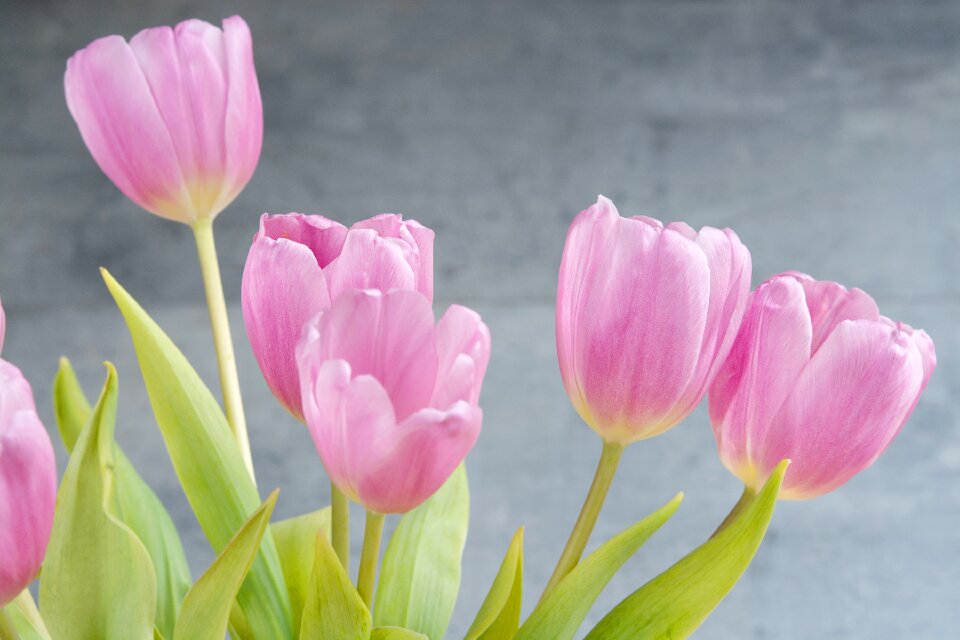 Spring flowers pink spring flowers cut flowers