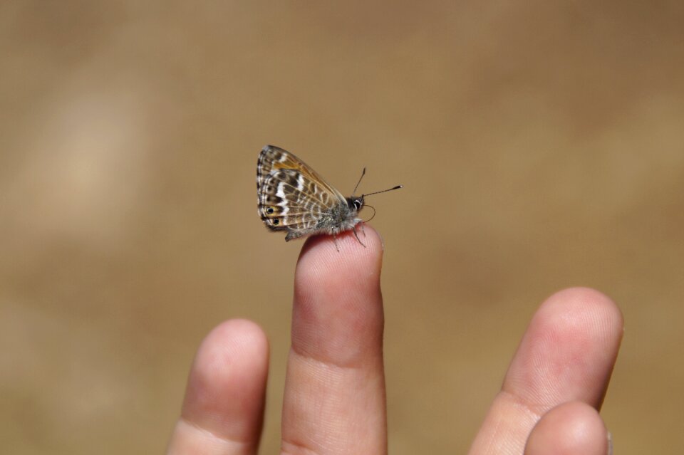 Courageous finger tip child