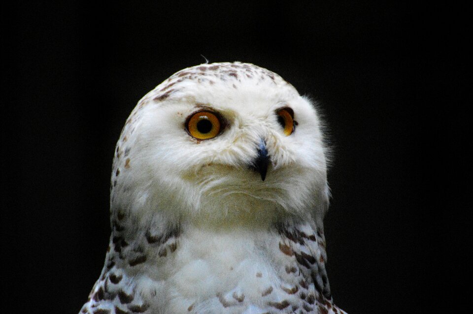Eagle owl animals wild bird