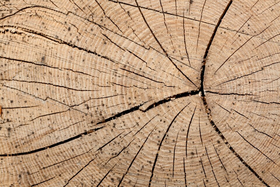 Tree forestry lumber