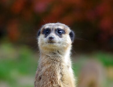 Curious fur guard