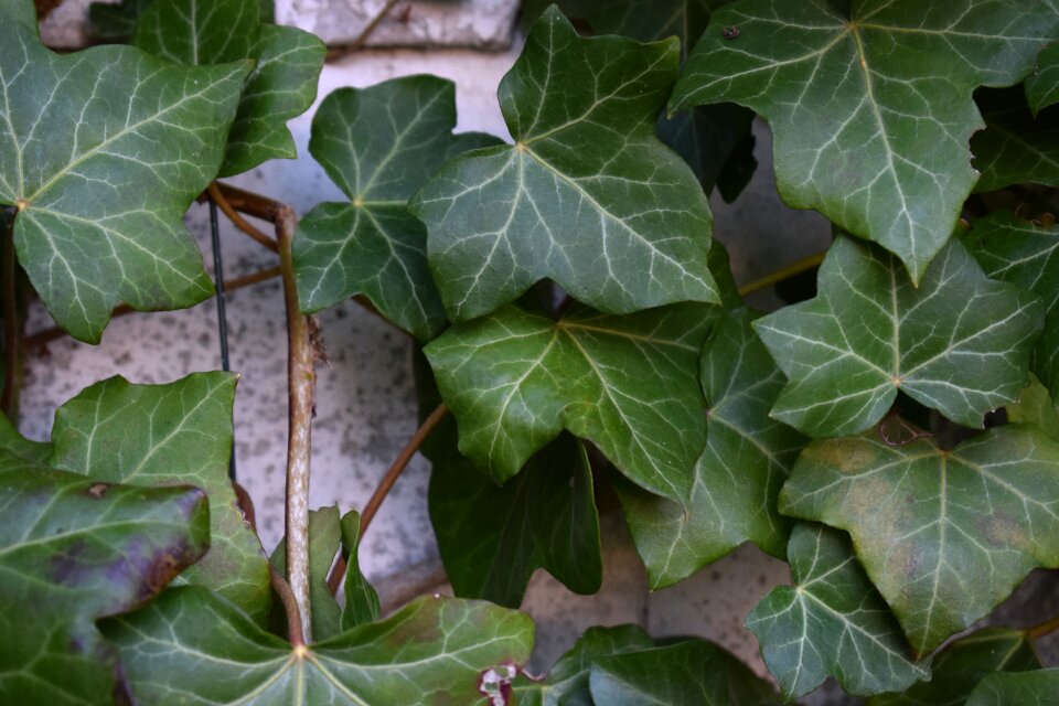 Green garden background