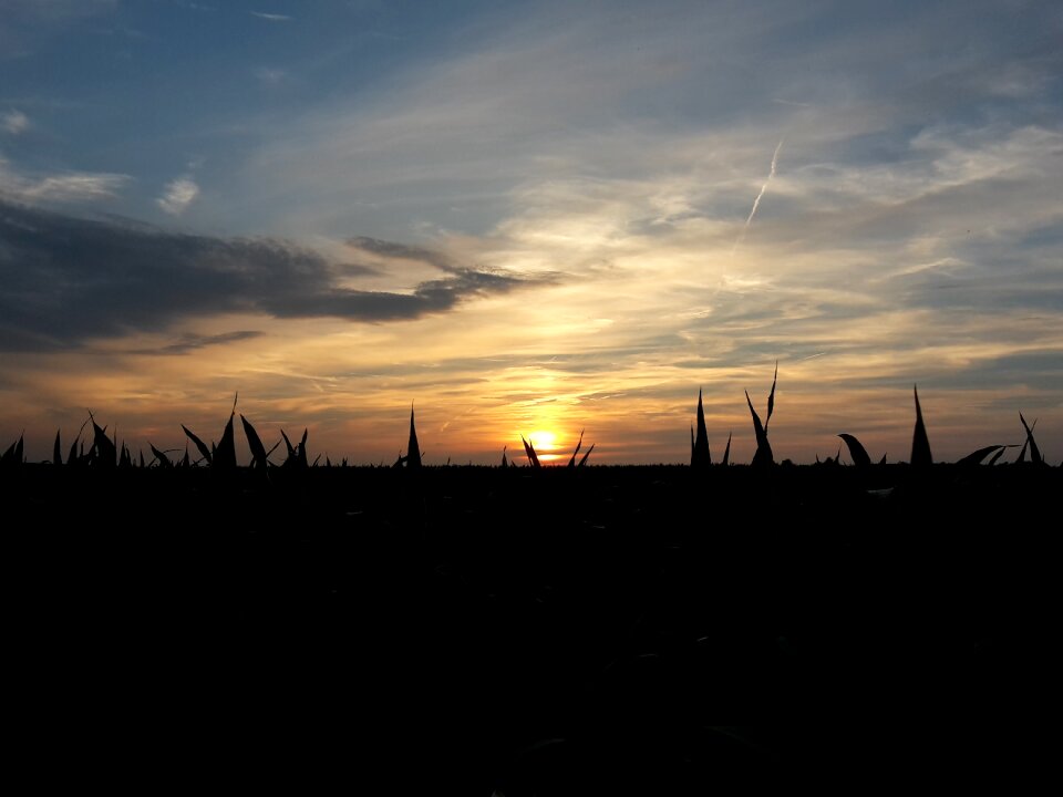 Sunset field summer