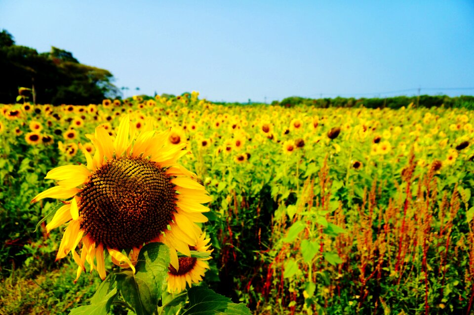 Farm flower helianthus annuus