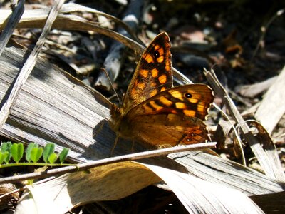 Backlight lasiommata megera butterfly saltacercas