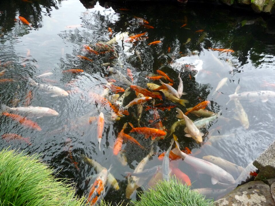 Pond garden pond japanese