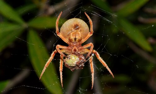 Web webbed trap photo