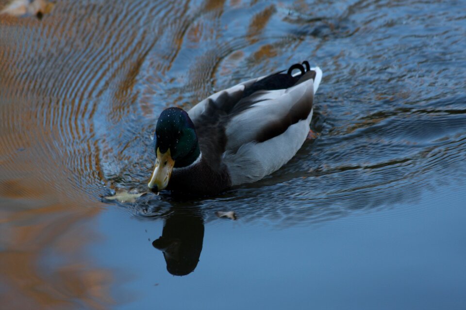 Water bird poultry lake photo