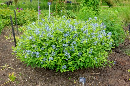 Amsonia tabernaemontana var. salicifolia - Hillier Gardens - Romsey, Hampshire, England - DSC04583