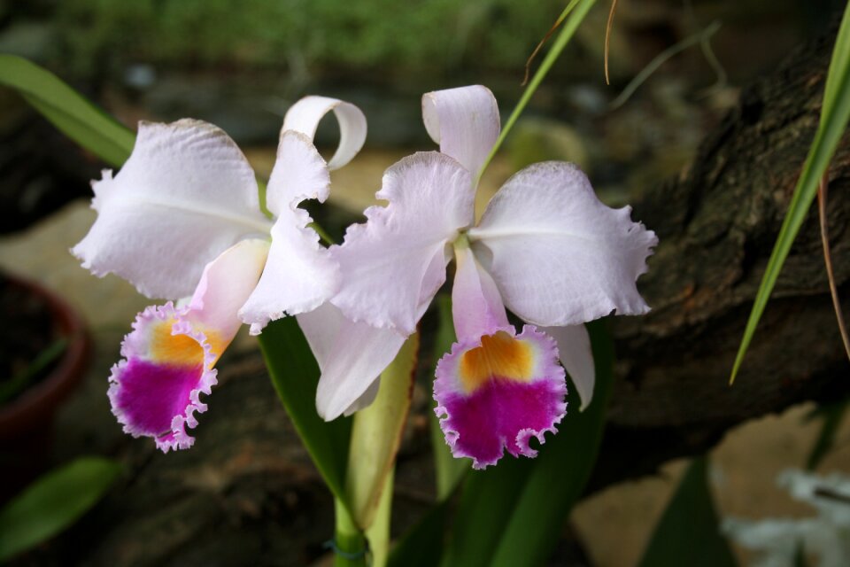 Flora floral jungle