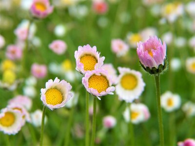Garden guerrilla gardeners seed bombs
