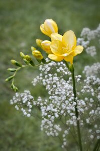 Flowers yellow flower schnittblume