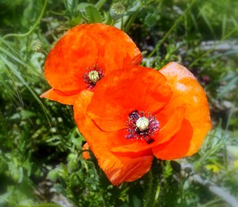 Red spring wild flowers